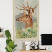 ヴィンテージホワイトテールディアーイラストレーション(1888) ポスター (ホームオフィス)