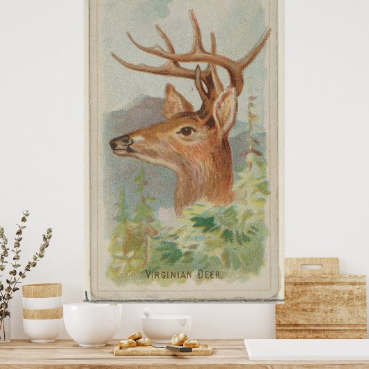 ヴィンテージホワイトテールディアーイラストレーション(1888) ポスター (キッチン)