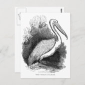 ヴィンテージホワイトペリカン ポストカード (正面/裏面)