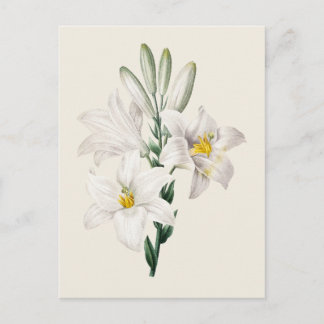 ヴィンテージホワイトリリボタニカルイラストレーション ポストカード