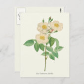 ヴィンテージホワイト&イエローローズボタニカルプリント ポストカード (正面/裏面)