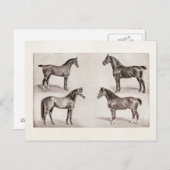 ヴィンテージホースアラビアンハンターウマイラストレーション ポストカード (正面/裏面)