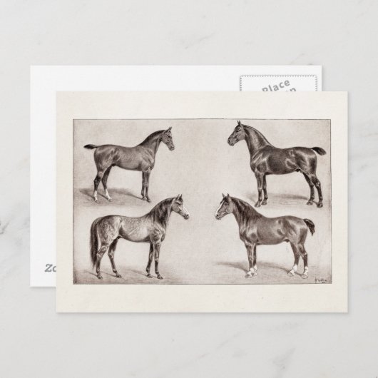 ヴィンテージホースアラビアンハンターウマイラストレーション ポストカード (正面/裏面)