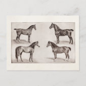 ヴィンテージホースアラビアンハンターウマイラストレーション ポストカード (正面)