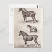 ヴィンテージホースクリデールシェットランドベルギーホース ポストカード (正面/裏面)