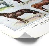 ヴィンテージホースプリント1908エドワーディアンブリーズ ポスター (角)