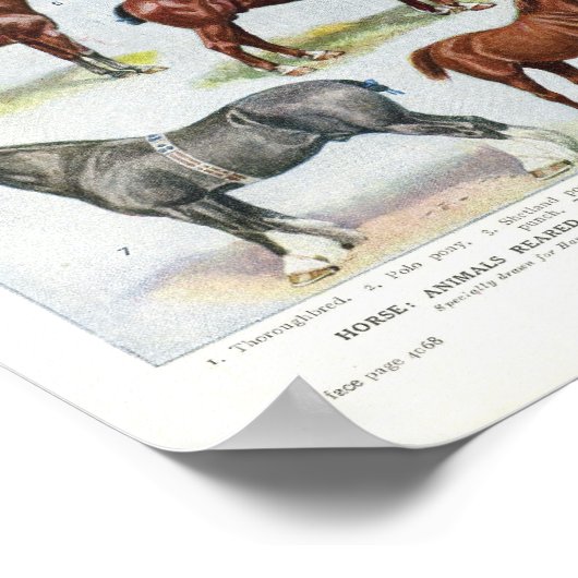 ヴィンテージホースプリント1908エドワーディアンブリーズ ポスター (角)