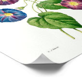 ヴィンテージボタニカルイラストレーションモーニンググローリー ポスター (角)