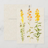 ヴィンテージボタニカルウォールフラワーイラストレーション ポストカード (正面/裏面)