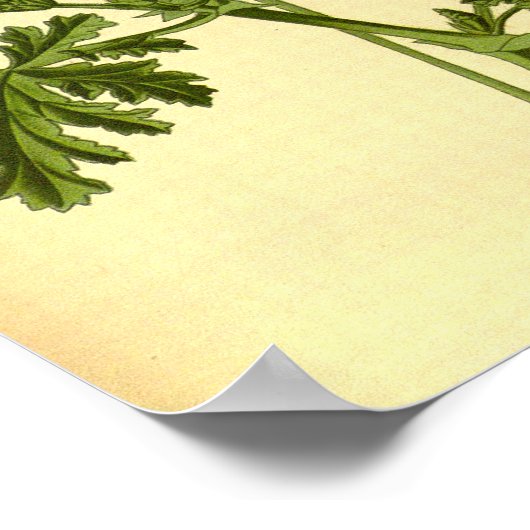 ヴィンテージボタニカルオークリーフゼラニウムイラストレーション ポスター (角)