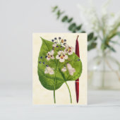 ヴィンテージボタニカルカタルパツリーイラストレーション ポストカード (スタンド正面)