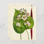 ヴィンテージボタニカルカタルパツリーイラストレーション ポストカード (正面/裏面)