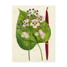 ヴィンテージボタニカルカタルパツリーイラストレーション