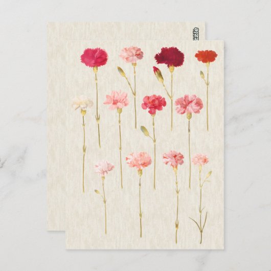ヴィンテージボタニカルカーネーションイラストレーション ポストカード (正面/裏面)