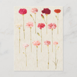 ヴィンテージボタニカルカーネーションイラストレーション ポストカード
