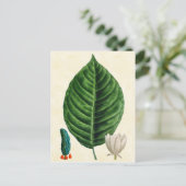 ヴィンテージボタニカルキュウリツリーイラストレーション ポストカード (スタンド正面)