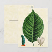 ヴィンテージボタニカルキュウリツリーイラストレーション ポストカード (正面/裏面)