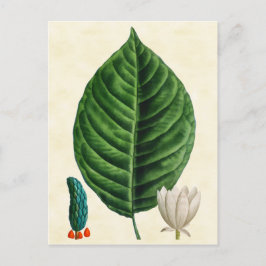 ヴィンテージボタニカルキュウリツリーイラストレーション ポストカード