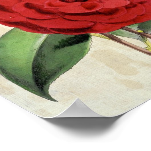 ヴィンテージボタニカルクリムゾンカメリア ポスター (角)