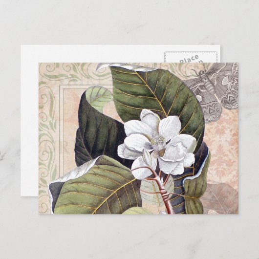 ヴィンテージボタニカルコラージュとマグノリア ポストカード (正面/裏面)