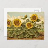 ヴィンテージボタニカルサンフラワーガーデン ポストカード (正面/裏面)