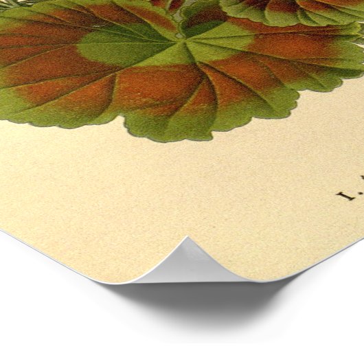 ヴィンテージボタニカルゾナルゼラニウムフローライラストレティ ポスター (角)