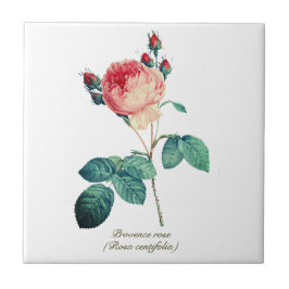 ヴィンテージボタニカルピンクプロヴァンスバラフローラ タイル