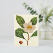 ヴィンテージボタニカルフランクリニアツリーイラストレーション ポストカード (スタンド正面)