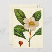 ヴィンテージボタニカルフランクリニアツリーイラストレーション ポストカード (正面/裏面)