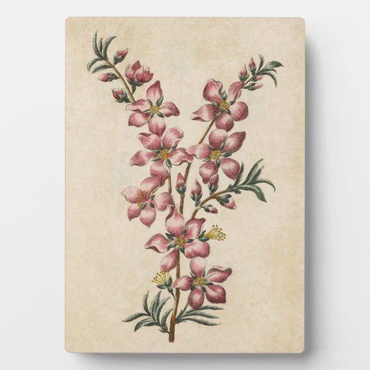 ヴィンテージボタニカルフローラアーモンドブロッサム フォトプラーク (正面)