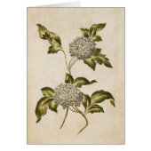 ヴィンテージボタニカルフローラグエルダーバライラストレーション (正面)