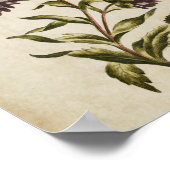 ヴィンテージボタニカルフローラダブルアスタープリント ポスター (角)