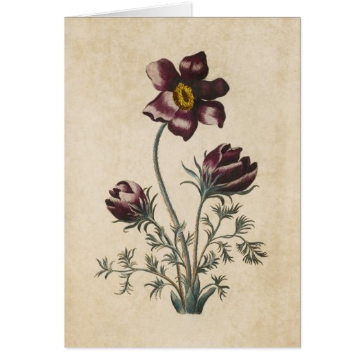 ヴィンテージボタニカルフローラパスクイラストレーション (正面)