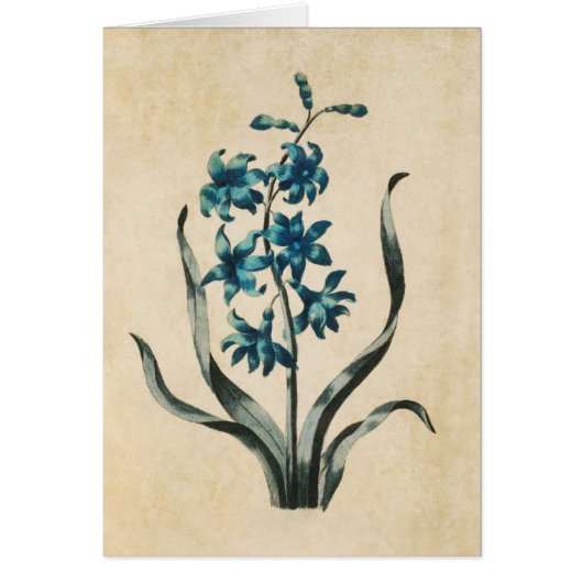 ヴィンテージボタニカルフローラヒアシンスイラストレーション (正面)