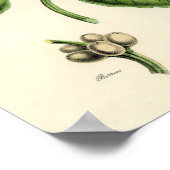 ヴィンテージボタニカルプリント – コーヒー ポスター (角)