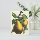 ヴィンテージボタニカルプリント – 梨 ポストカード (スタンド正面)