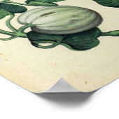 ヴィンテージボタニカルポスター – カボチャ ポスター (角)