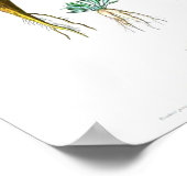 ヴィンテージボタニカルポスター – ニンジン ポスター (角)