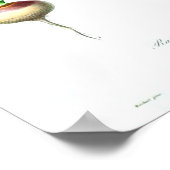 ヴィンテージボタニカルポスター – ニンジン ポスター (角)