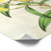 ヴィンテージボタニカルヤング夕べプリムローズ ポスター (角)