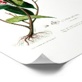 ヴィンテージボタニカルルカラチンフローレDアメリク ポスター (角)