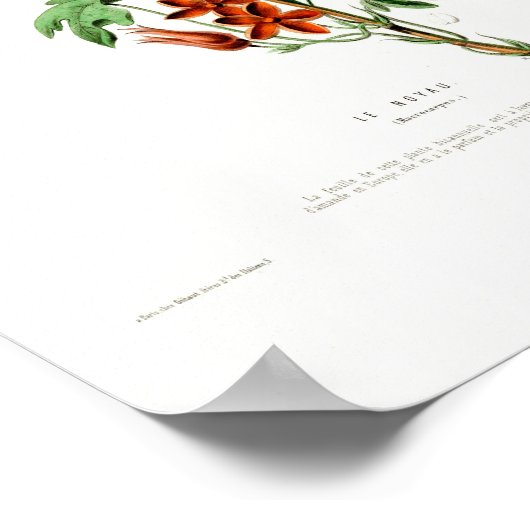 ヴィンテージボタニカルルノヤウフローレDアメリク ポスター (角)