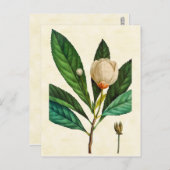 ヴィンテージボタニカルロブロリーベイツリーイラストレーション ポストカード (正面/裏面)