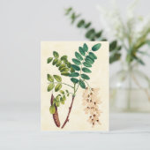 ヴィンテージボタニカルローカストツリーイラストレーション ポストカード (スタンド正面)