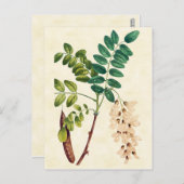 ヴィンテージボタニカルローカストツリーイラストレーション ポストカード (正面/裏面)