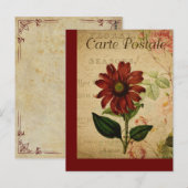 ヴィンテージボタニッフランスのクポストカードエキナセア ポストカード (正面/裏面)