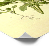 ヴィンテージボタニッ鮮やかルヴィオラトリコラーパンジー ポスター (角)