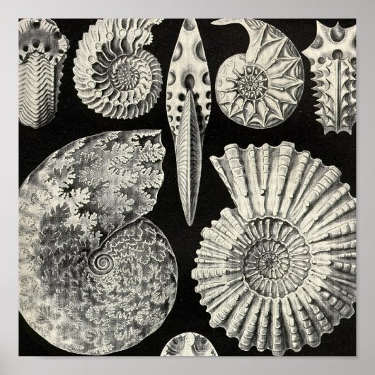 ヴィンテージポスター ポスター (正面)