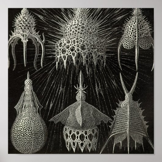 ヴィンテージポスター ポスター (正面)