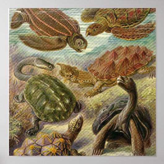 ヴィンテージポスター ポスター (正面)